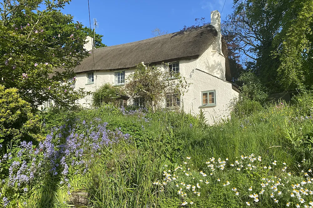 Orchard Cottage near Sandford, a thatched cob cottage above a bank of bluebells